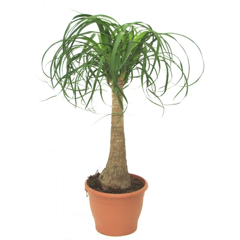 Нолина / Beacarnea recurvata 50 см